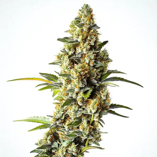 Black Domina x Scott's OG