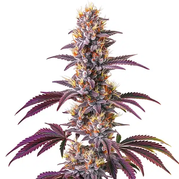 Blackberry Kush