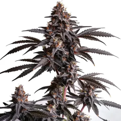 Blood Diamond OG