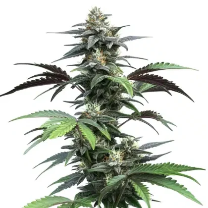 Blue Fruit Auto
