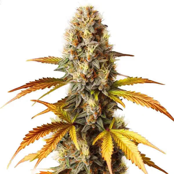Blue HeadBand
