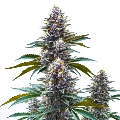 Blueberry Kush Regular