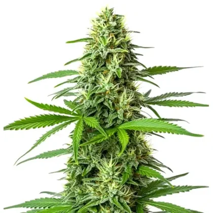 Blueberry x Big Bud Auto