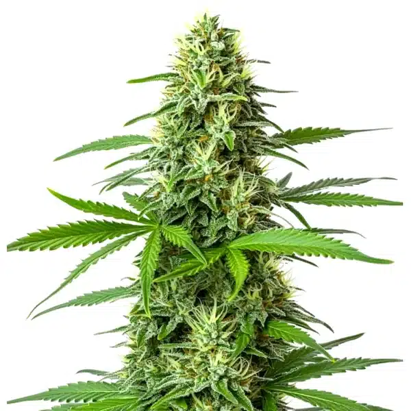 Blueberry x Big Bud Auto