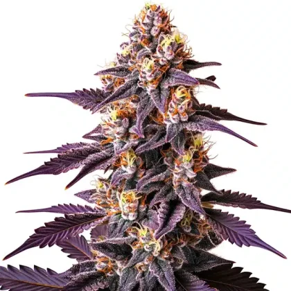Blueberry x Big Devil Auto