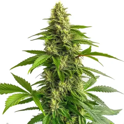Bruce Banner #3 FBV