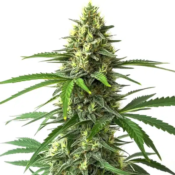 Bruce Banner x Kali Mist