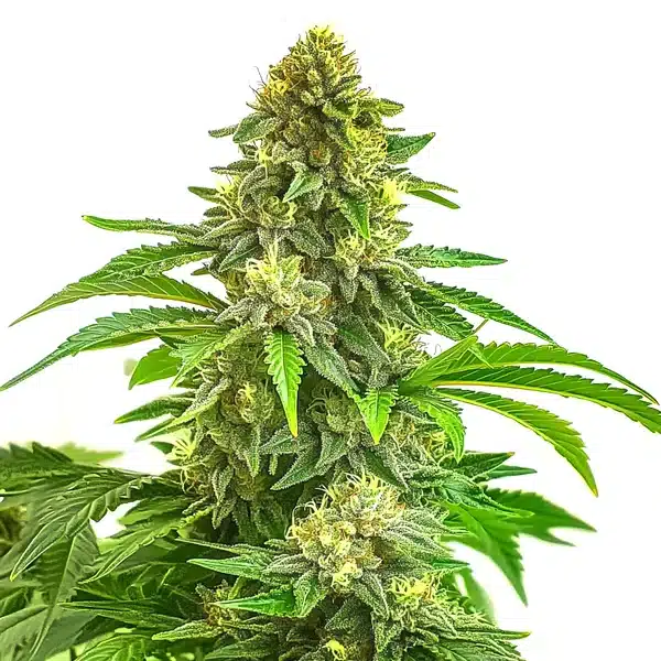 Bruce Banner x Tropi BCN Regular