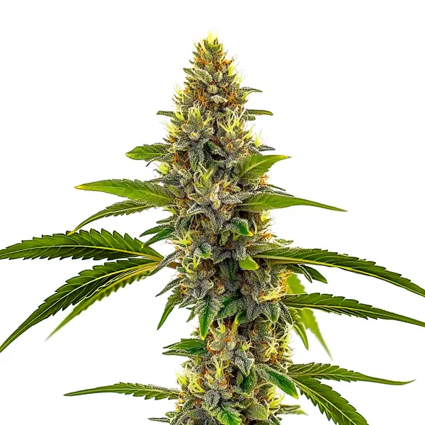 CBD Candyland
