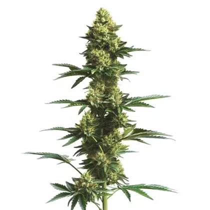 CBD Fruit (1:25)