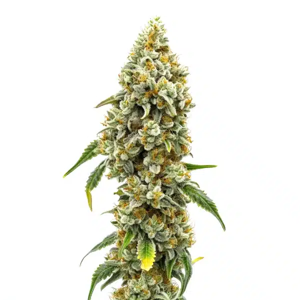 Harlequin CBD (1:18)