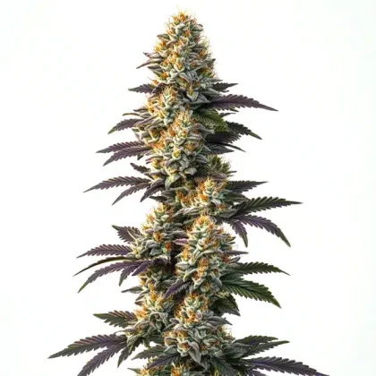 Infinity CBD (1:20)