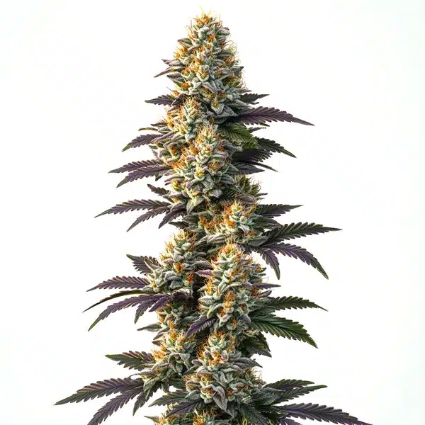 Infinity CBD (1:20)