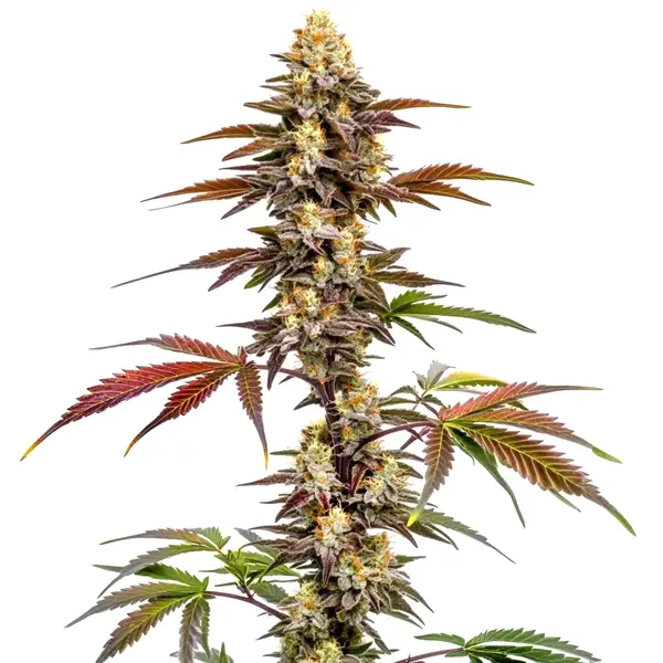 CBD Mango (1:1)