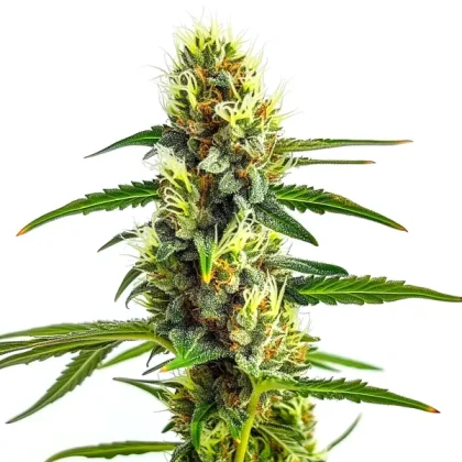 CBD Strawberry 1:30