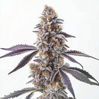 CBD Sugar 1:25