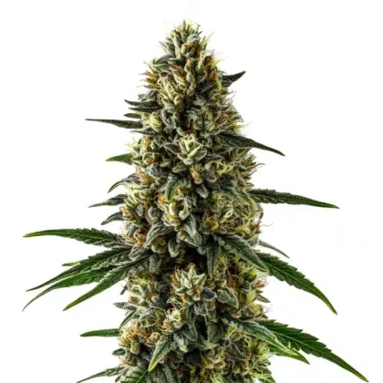 CBD Super Kush (1:15)