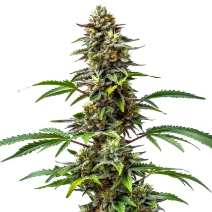 CBD Tutti Frutti (1:15)