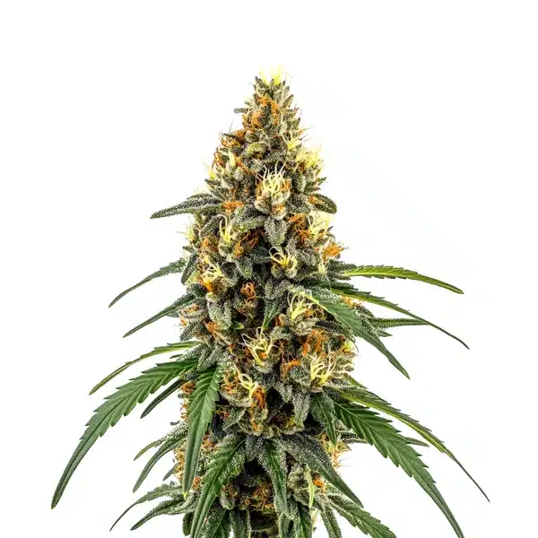 CBD Very Cherry Berry