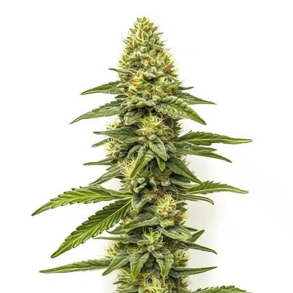 CBD Zero
