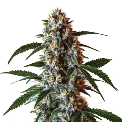 Z OG CBD (1:1)