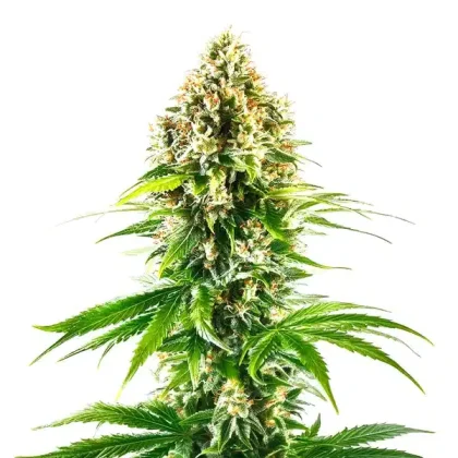 California Orange Regular