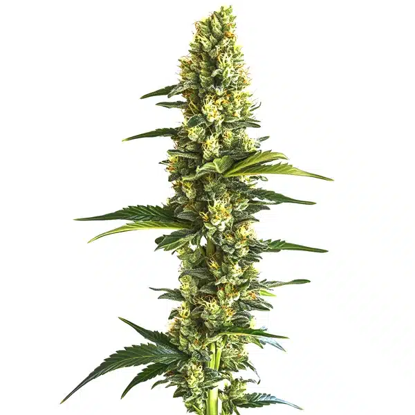 Candy Kush Fast Version