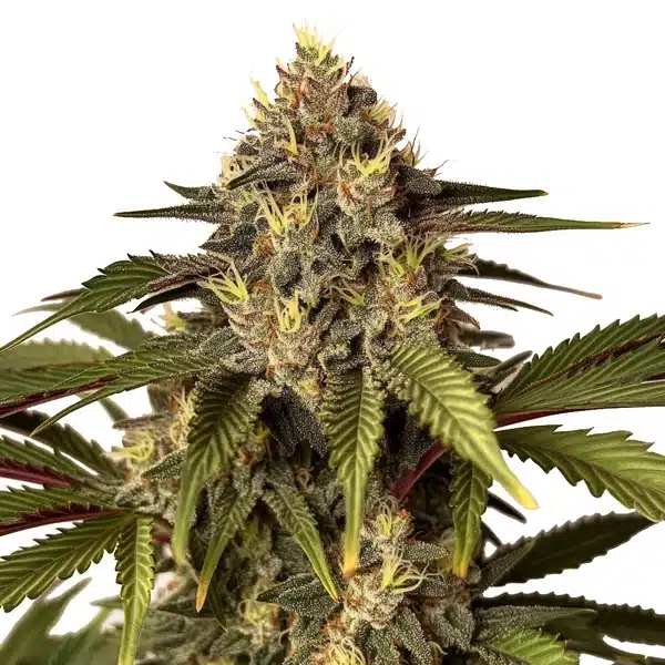 Candy Kush x Do-Si-Dos