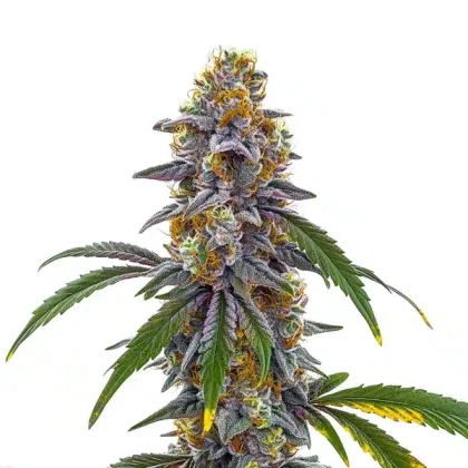 Candyland