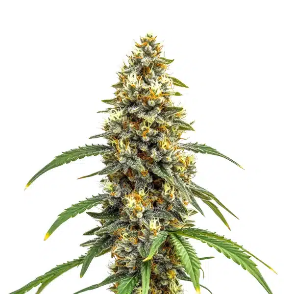 Carmen x Durban Poison