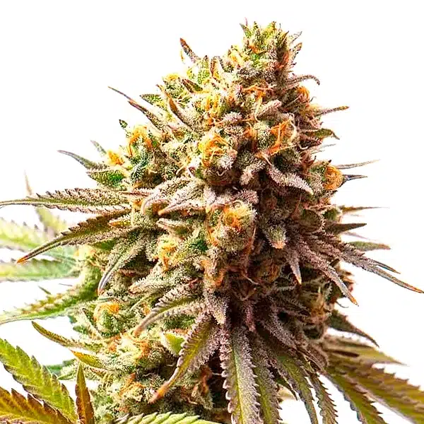 Cereal Milk Cannabis Extraction