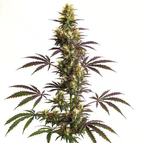 CheeseCake Gelato Auto