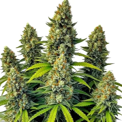 Chemdog Auto