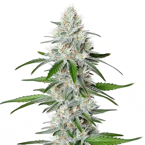 Chemdog Fast Version