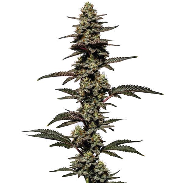 Chocolate Thai Autoflower
