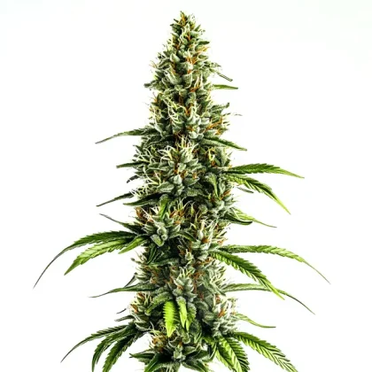 Chocolopez