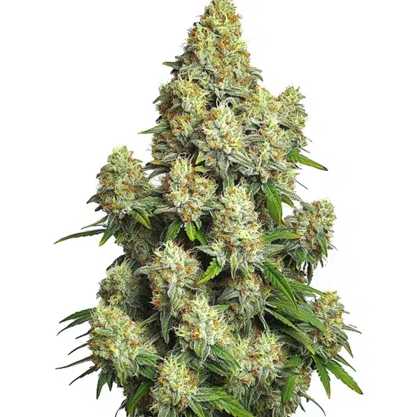 Cinderella 99 Auto