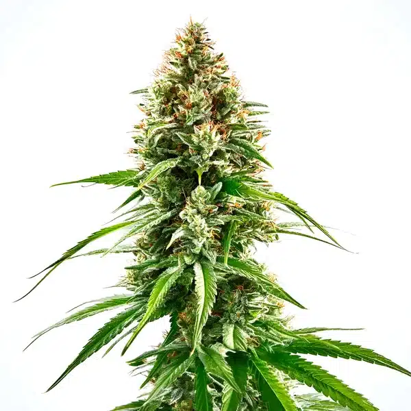 Cinderella 99 x Blueberry