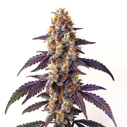 Cinderella99 x Blueberry Fast Version
