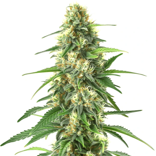Colombian Gold Auto