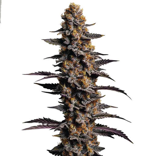 Cookies and Cream Auto