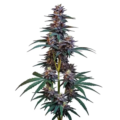 Cookies x Berry Auto