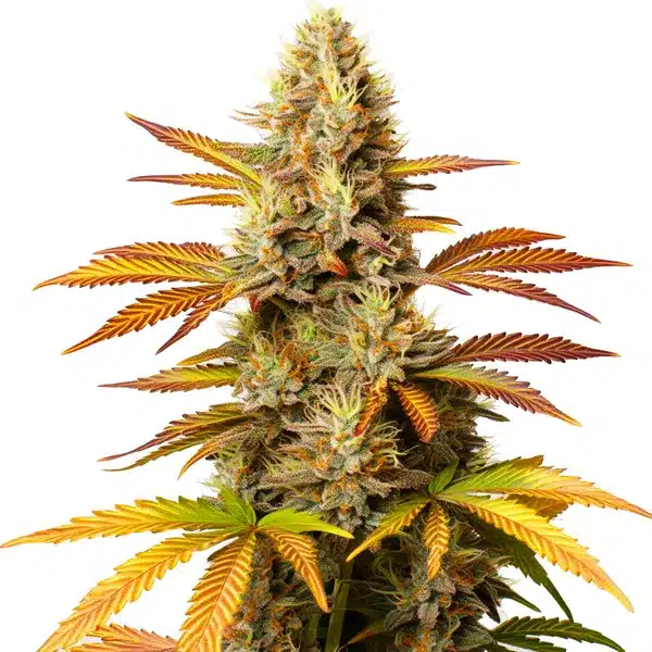 Critical Banana