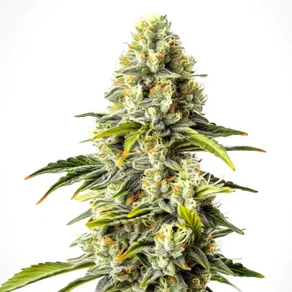 Critical Cheese Auto