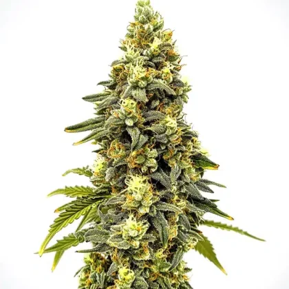 Critical Jack Auto