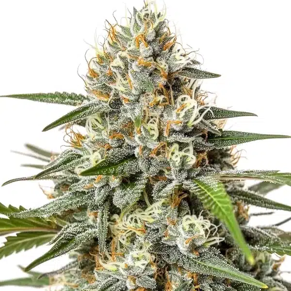Critical Nicky Kush