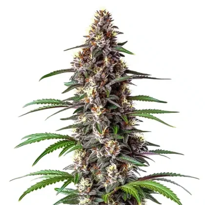 Critical Purple Auto