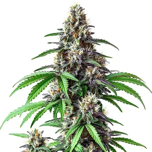 Critical Purple Kush x Bruce Banner Regular