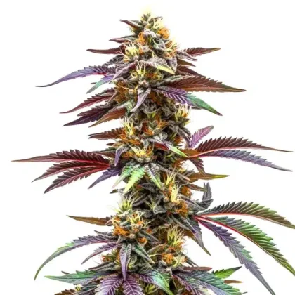 Critical Sunset Auto