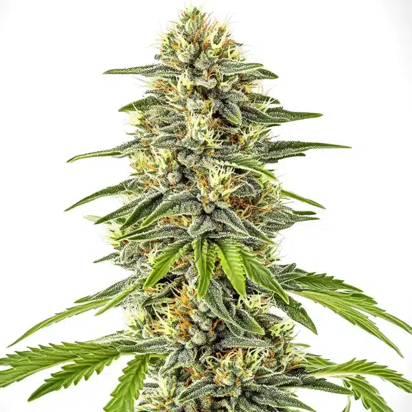 Critical x Cheese Candy